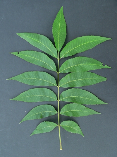 {Carya illinoensis}